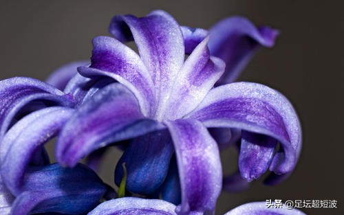 玄学力量？变色泰达喜获首胜，中国紫百合呼之欲出