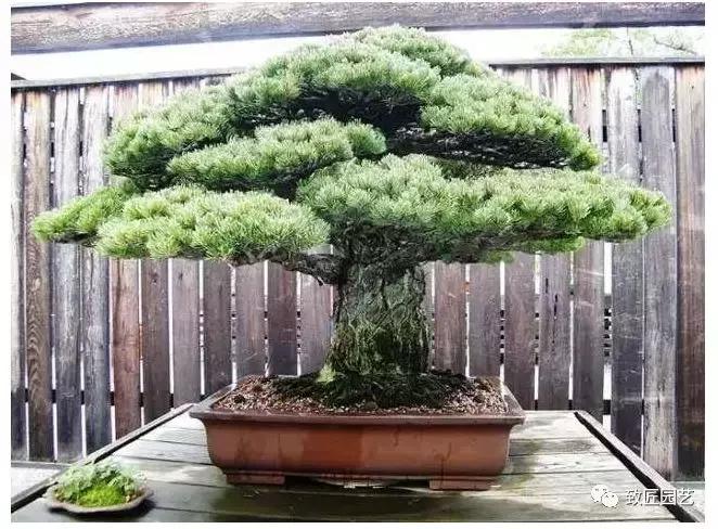 九款罕见名贵盆景懂行一眼就看上 (全世界最贵的100棵真柏盆景)