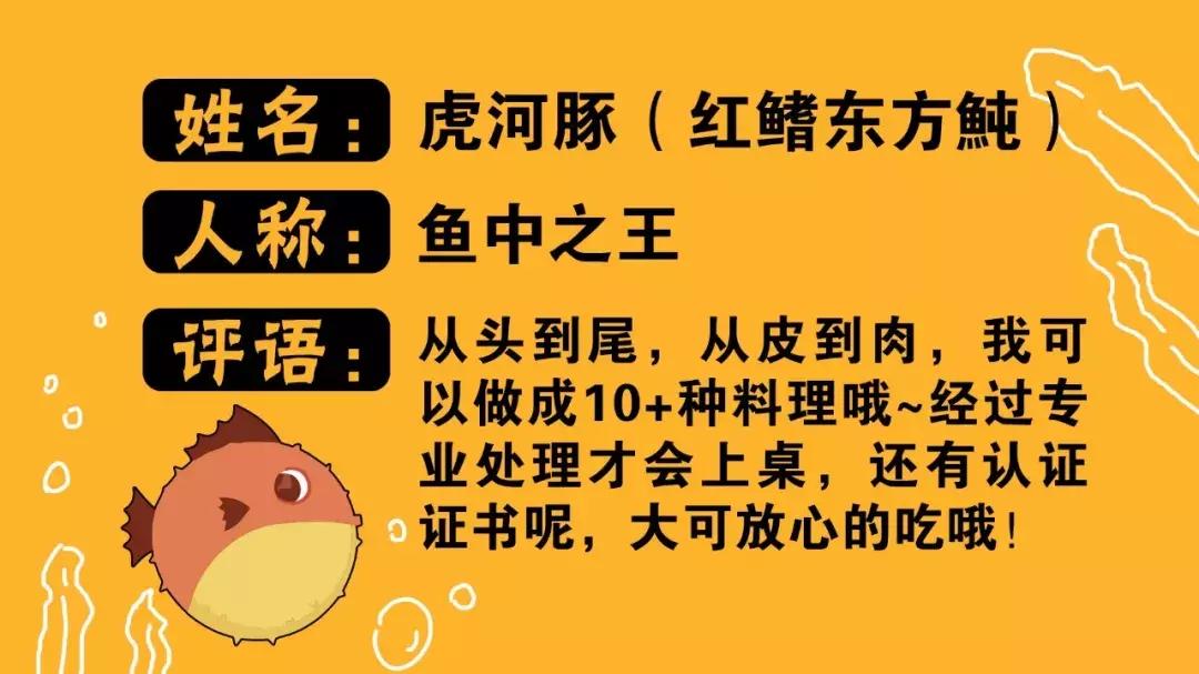 济南唯一一家吃河豚全宴的日料店！顶级鲜美，吃罢不念天下鱼