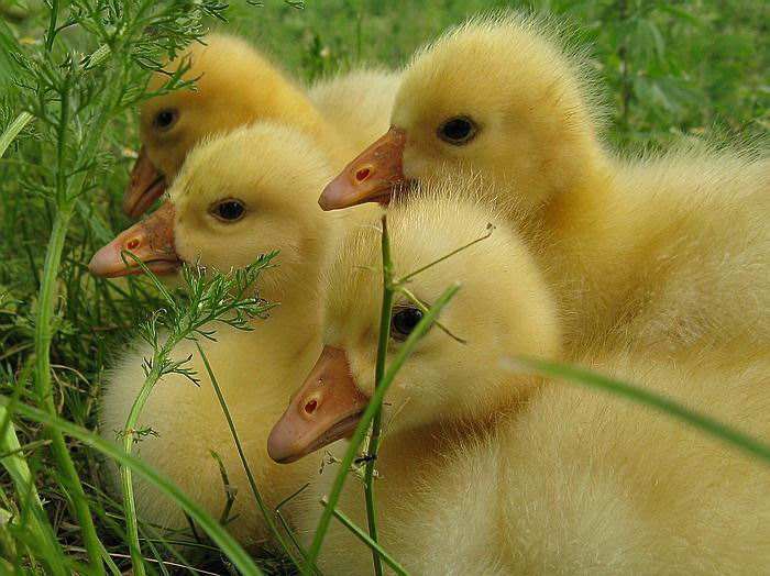 一年级描写小鸭子的作文,小学生作文可爱的小鸭