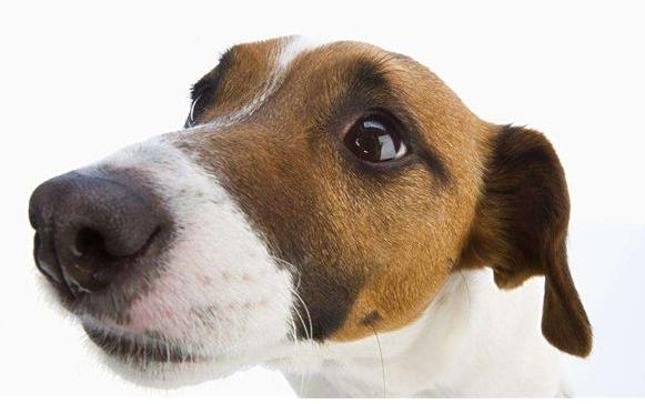 冬天到了狗狗鼻子容易干,注意了!这是狗狗生病的前兆