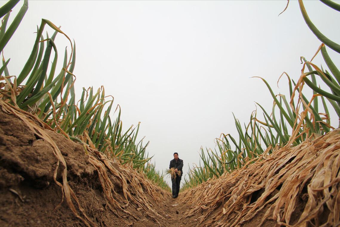 保存大葱不空心不黄叶的好方法,大葱怎样保存不干而不烂