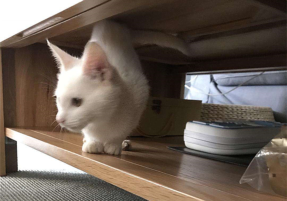 辟谣猫咪并非黑夜都能看得清,猫咪假孕结果真孕