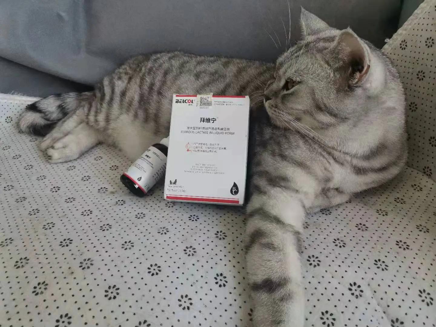 猫咪营养不良贫血,布偶猫咪贫血症状