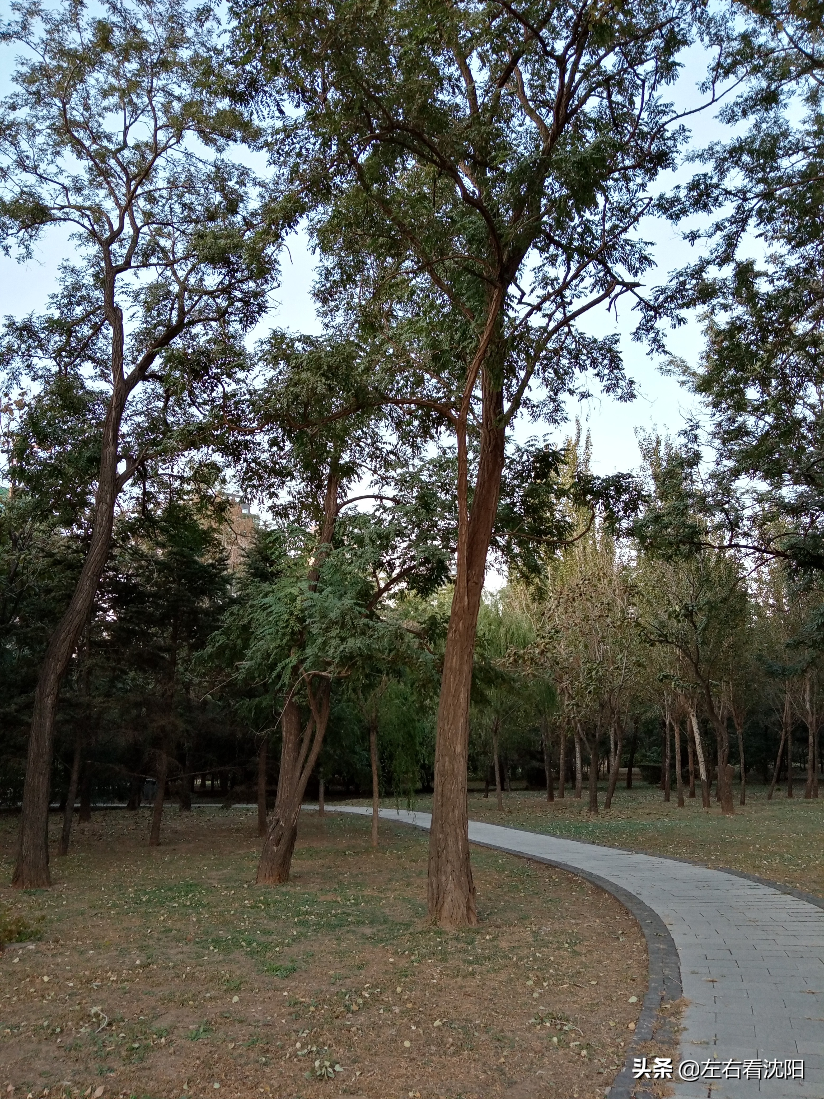 沈阳五里河公园攻略,沈阳五里河公园现在开吗