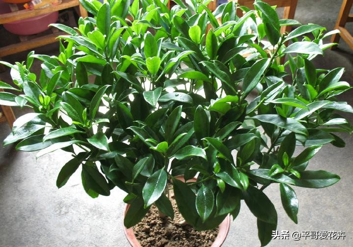 装修房子有气味种什么植物好,新屋去甲醛种什么植物最好