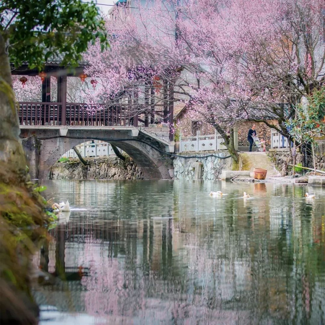 戴口罩的冬天太漫长，差点忘了中国的春天有多美