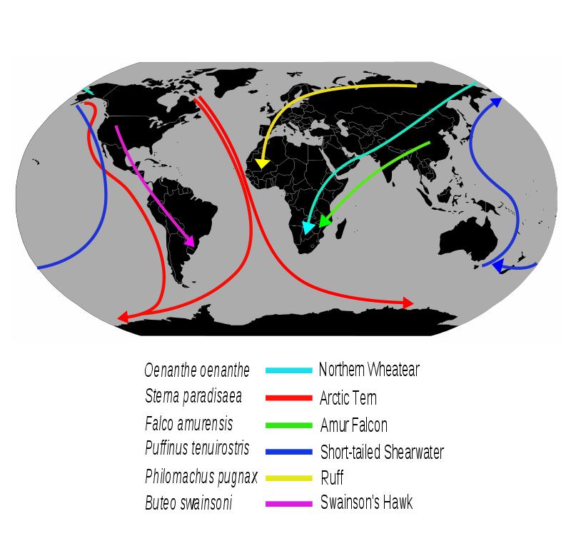 风力发电机有危害为什么还要建设,风力发电机对环境的危害如何避免