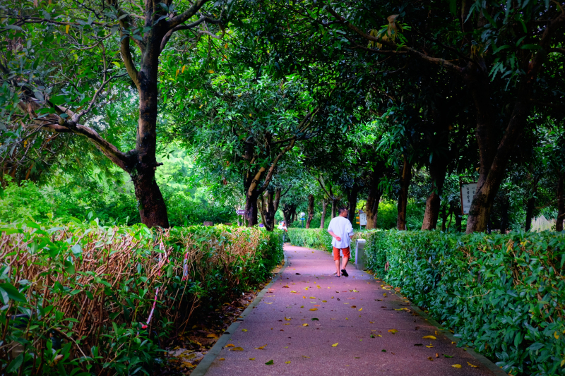 云浮南山森林公园锦鸡,云浮南山森林公园航拍
