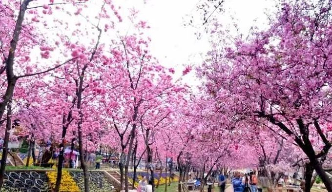 昆明最值得一去的景点,昆明元旦热门景点