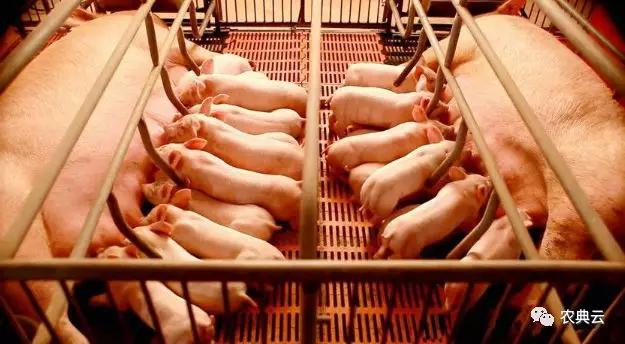 韩国养猪场作息,韩国的产房