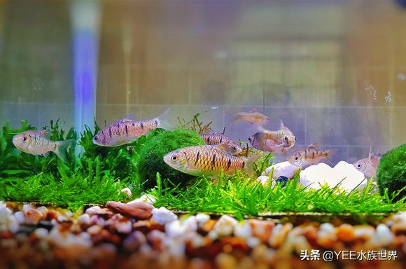 介绍一下新来的原生鱼条纹小鲃,条纹小鲃鱼什么品种最漂亮