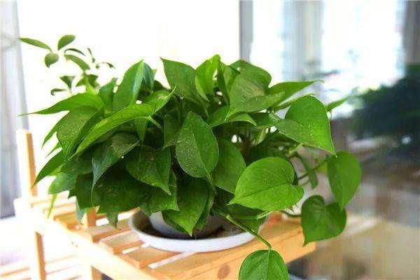 绿萝一年四季都常绿的原因,绿萝四季常绿是什么意思