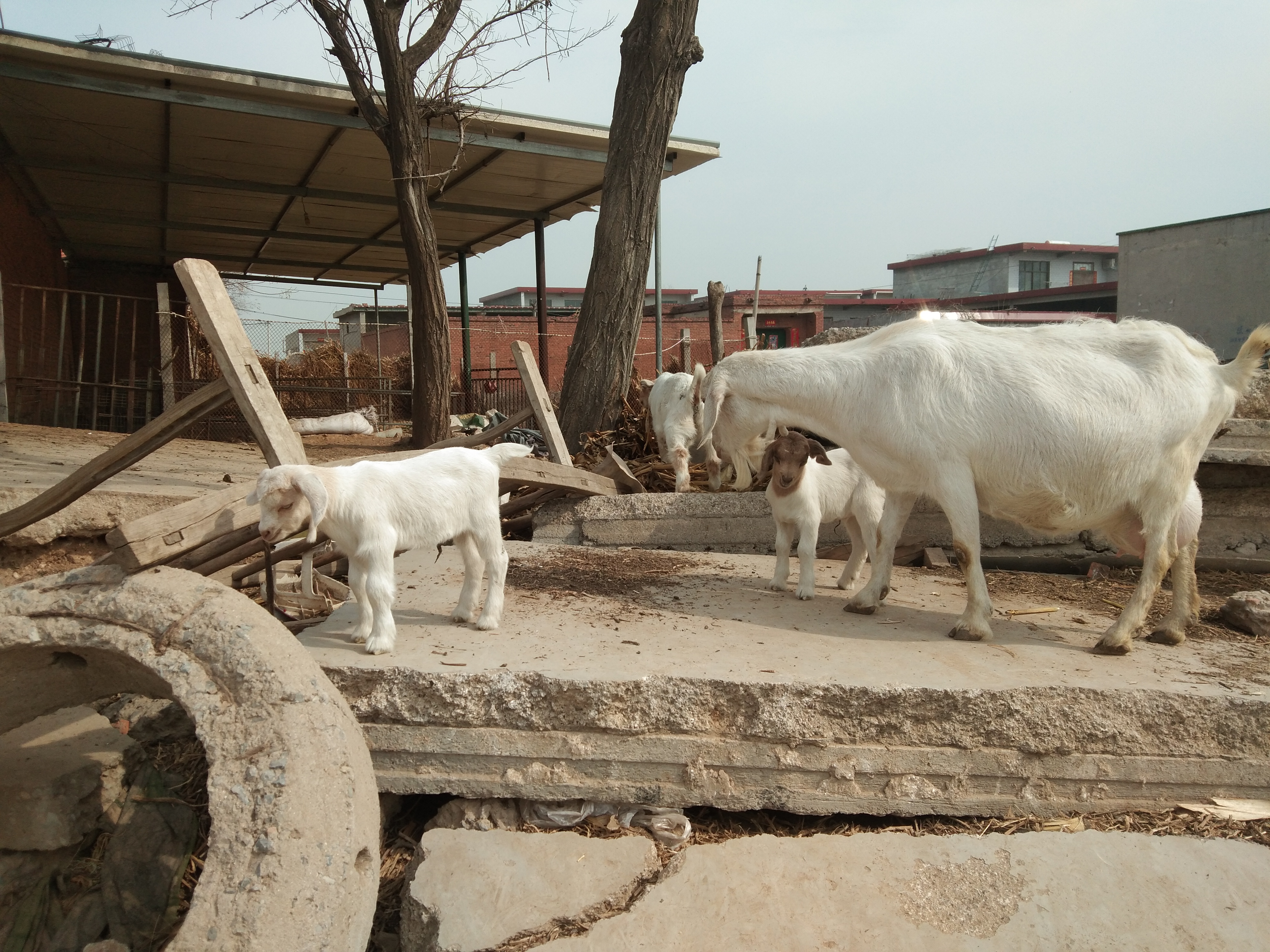 羔羊断尾后瘫软站不起来用什么药,羔羊断尾最佳时间表