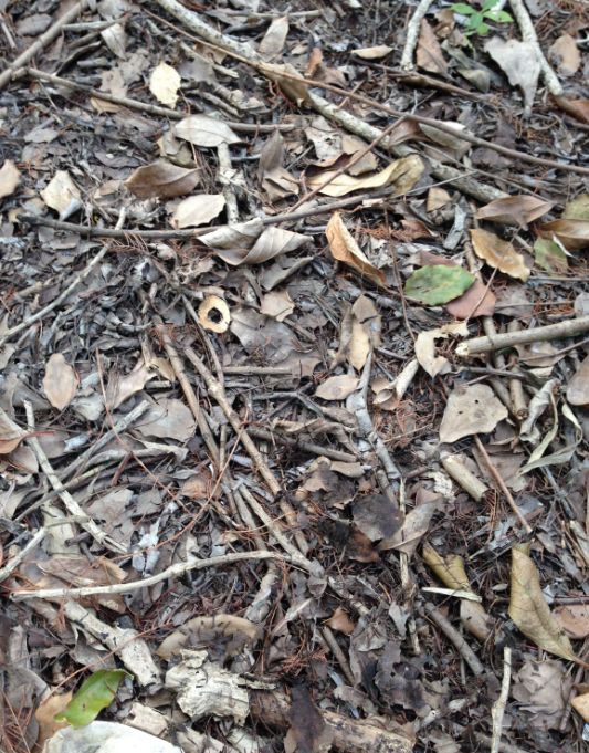 养花的100个小常识,养花的五大常识