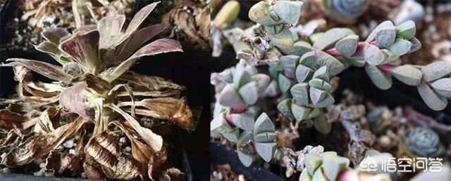 多肉水浇多了有什么表现,多肉水浇多了是什么样