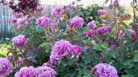 玫瑰有几种品种图片及名称,玫瑰品种分类名称及图片介绍