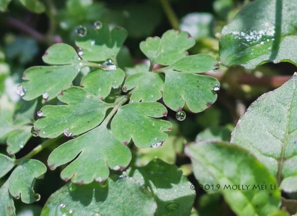 康泰时f2镜头评测,康泰时contaxg21f2.8镜头