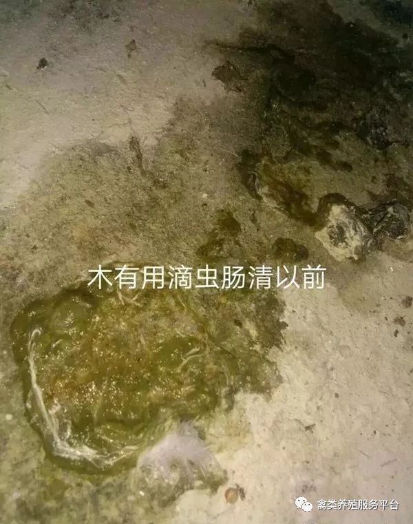 鸽子蛋一颗值多少钱,一枚鸽子蛋能够卖出多少价钱