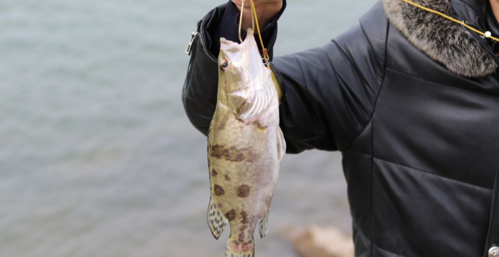 鱼儿食欲怎么样,鱼儿是怎么吃东西