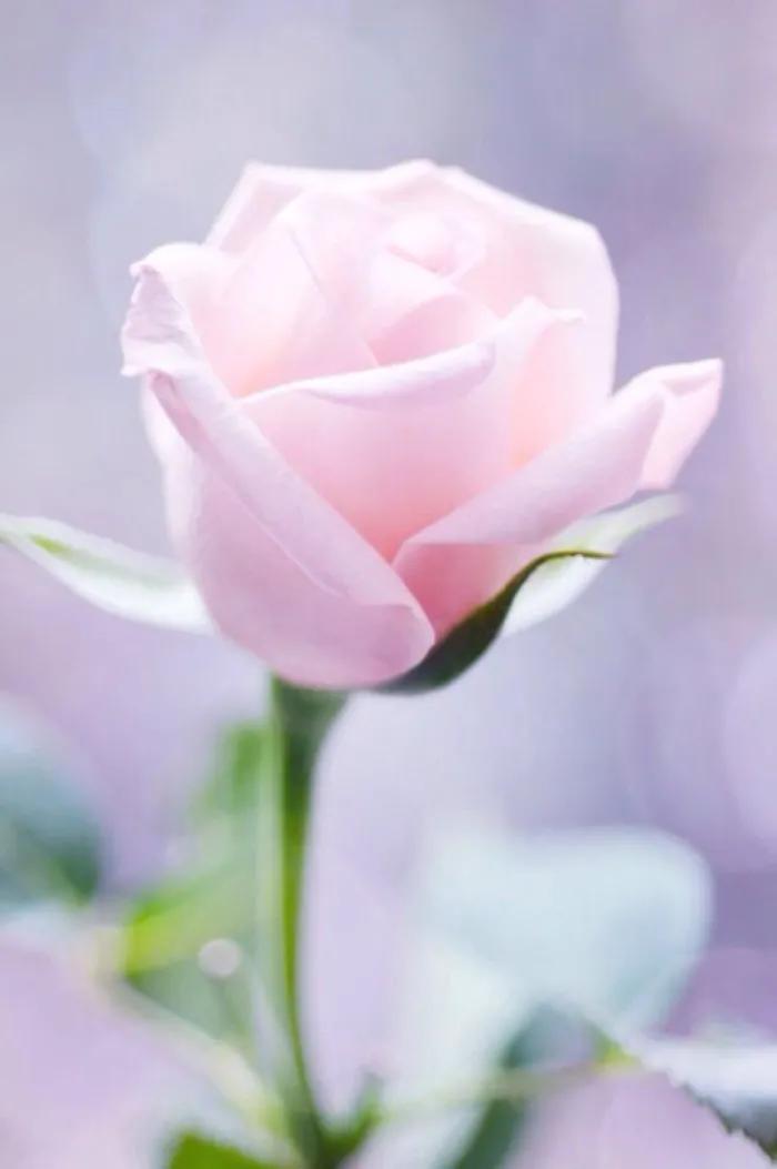 小白兔玫瑰花花语和寓意,玫瑰花的花语和寓意