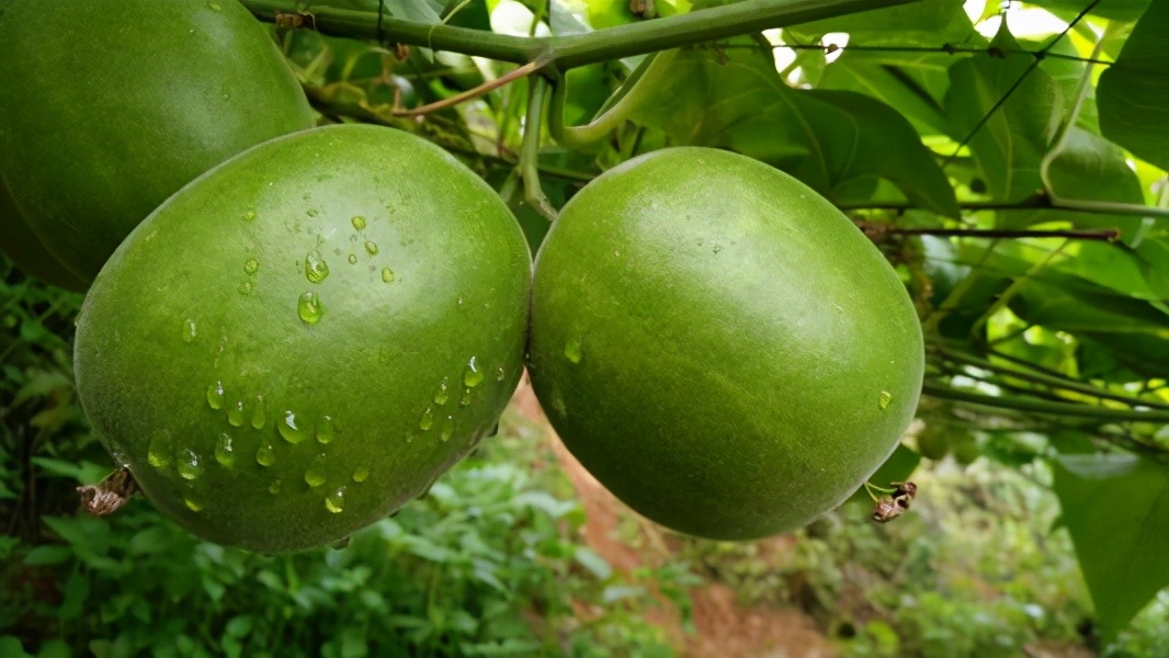 广西十大特产农产品是什么,广西特色品牌大全