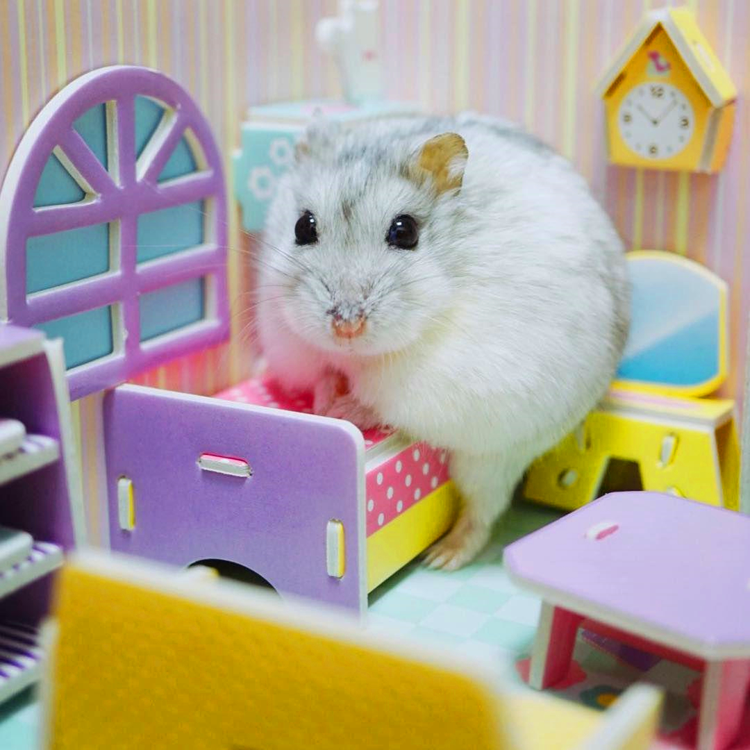 仓鼠生日蛋糕不用羊奶粉,仓鼠要过生日了怎么给它准备礼