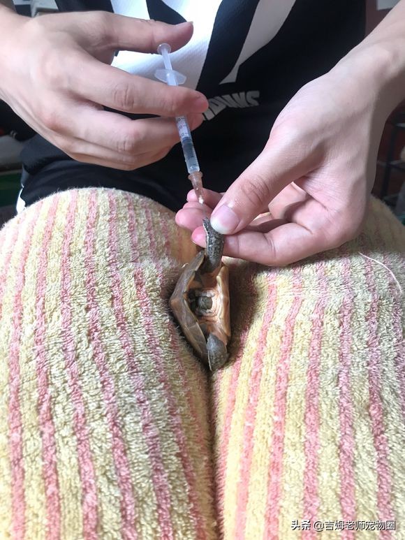 乌龟放水里一直游到岸边怎么办,乌龟溺水后眼睛是睁的还是闭的