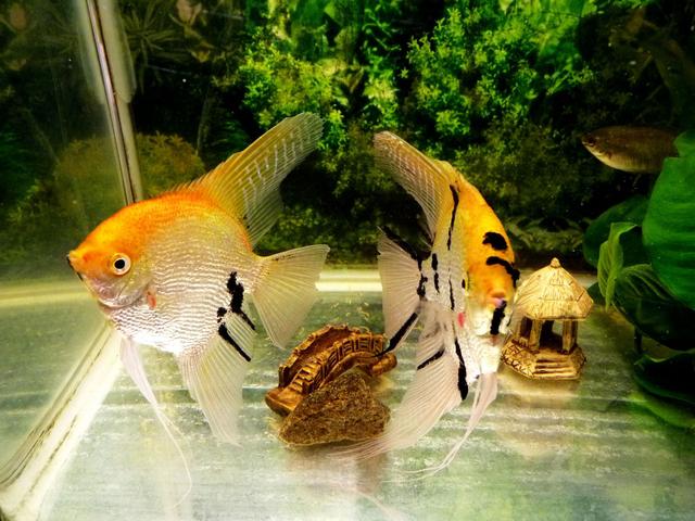 怎么在同城买鱼,刚买的燕鱼需注意什么