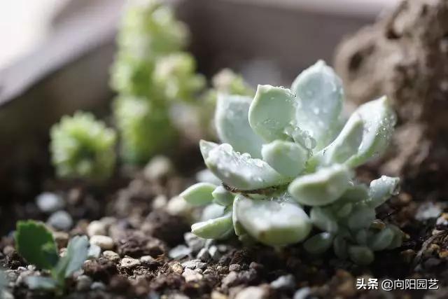 露养多肉晚上被雪盖住了怎么办,露养的多肉夏天淋雨了怎么办