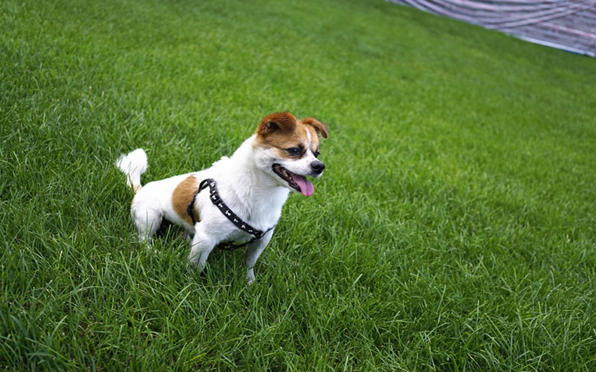 辟谣狗狗木糖醇,辟谣狗狗不能吃的东西