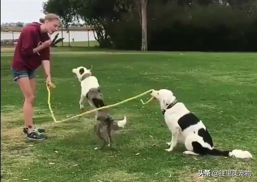 狗狗跳绳训练,狗狗怎样训跳绳