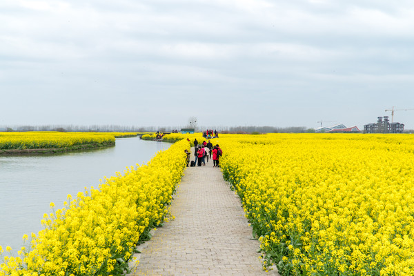 踏春赏花正当时，打卡千垛水上油菜花！玩转兴化景点美食全攻略