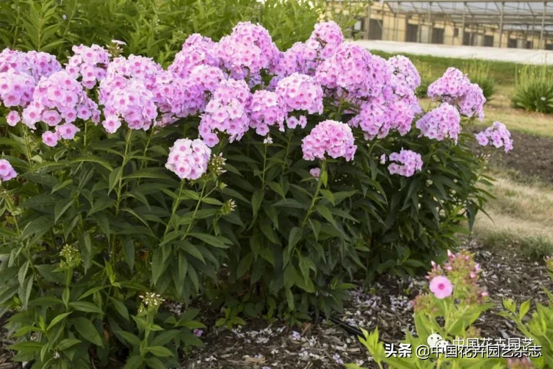 全球知名育种商网上推新品——TerraNova、ProvenWinners|环球