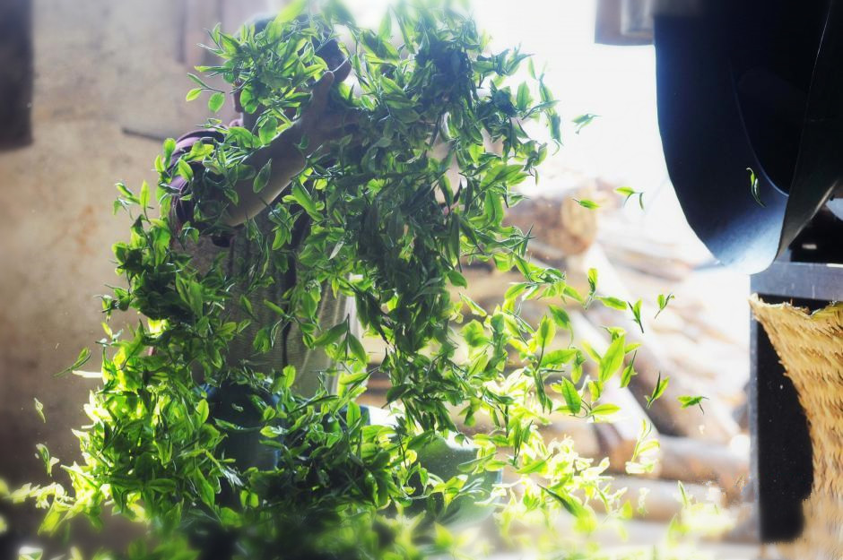 普洱茶熟茶压制方法是什么,普洱生茶紧压茶的正确打开方式