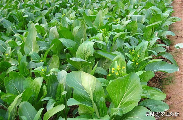 芥蓝怎么种植速度最快 (芥蓝种栽培品种选择)
