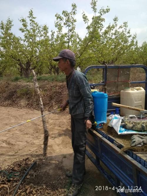 梨树梨木虱卷叶子了怎么办,梨树叶子有黑点什么病