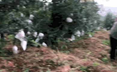 超甜不用吐籽的石榴你吃了吗,不用吐籽的石榴不白吃