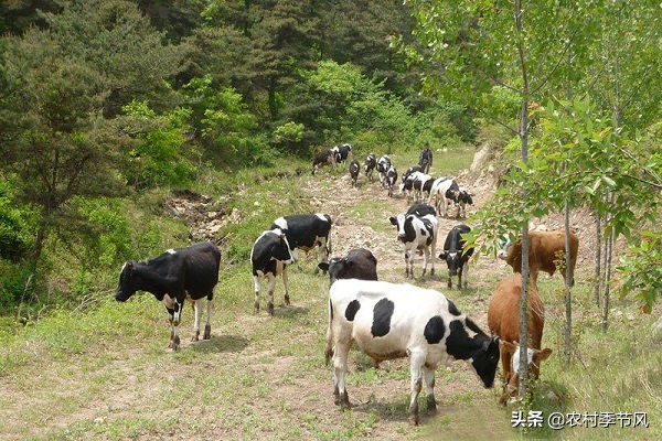 4种常见的农村创业项目诈骗，您必须了解，用这5招轻松应对！