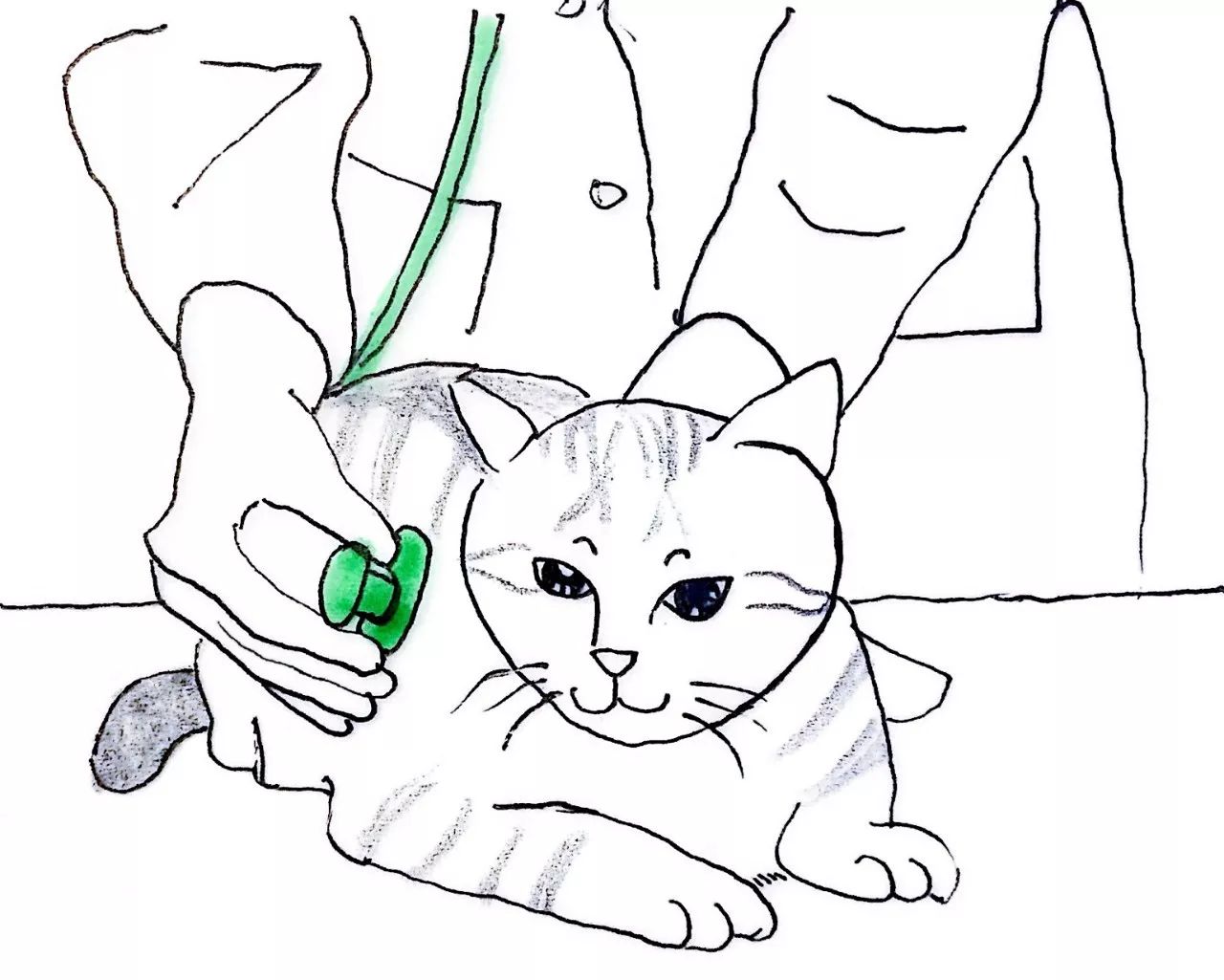 关于猫咪怀孕和生小猫