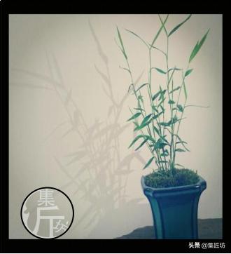 宁可食无肉不可居无竹词朗读,宁可食无肉不可居无竹带字图片