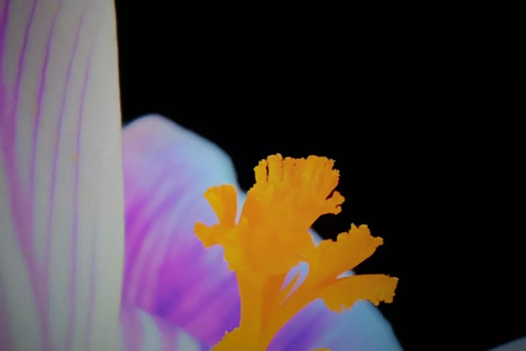 tclimax98支持杜比视界吗 (tcl的t8g系列imax enhanced认证)