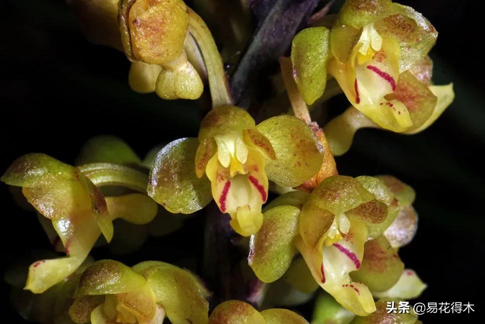 兰花国家级濒危珍稀物种布袋兰,国家保护植物兰花品种介绍