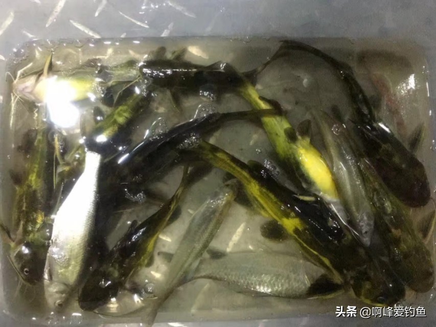 小溪垂钓野生溪鱼非常过瘾,福建农村小溪最常见的鱼