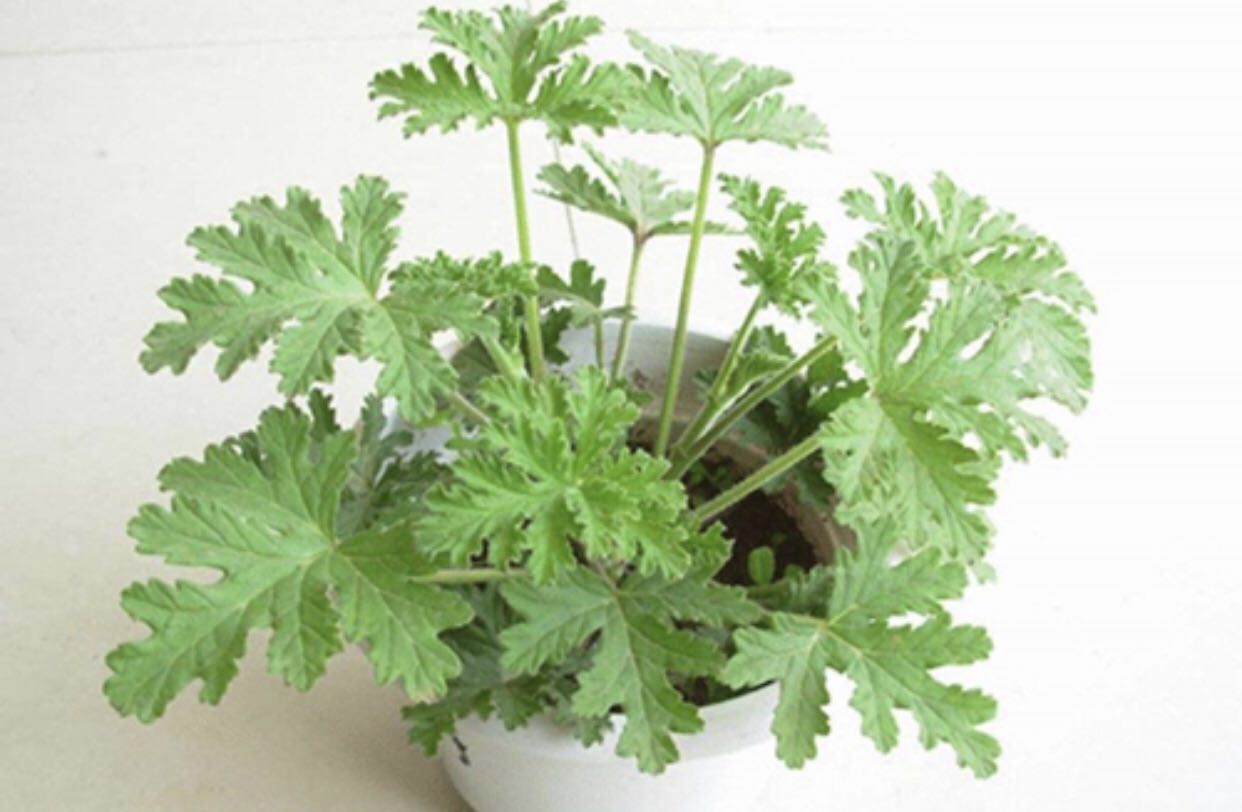 什么植物可以驱蚊最好,哪些植物驱蚊效果最好