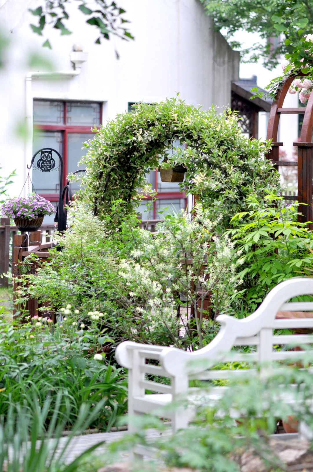爬藤植物怎么牵引造型,爬藤植物是怎么爬藤的