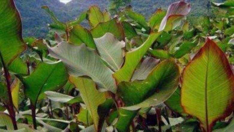 真正的芭蕉芋粉,芭蕉芋又叫蕉藕