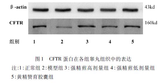 哪些中药方子对男性生育有帮助,补肾壮阳中药会提高睾酮吗