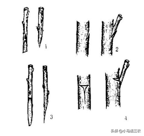 轻松掌握果树嫁接方法，让你也能成为嫁接高手