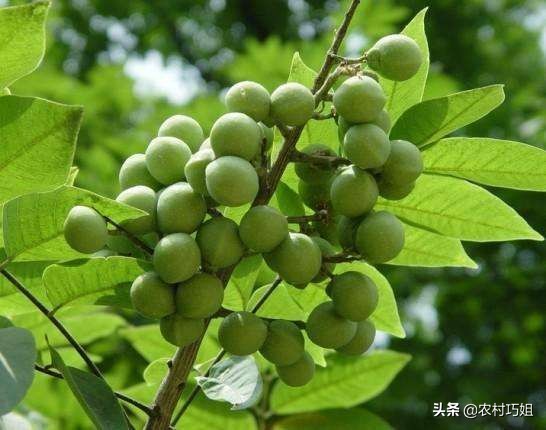 无患子种植技术和方法,无患子树种植技术视频
